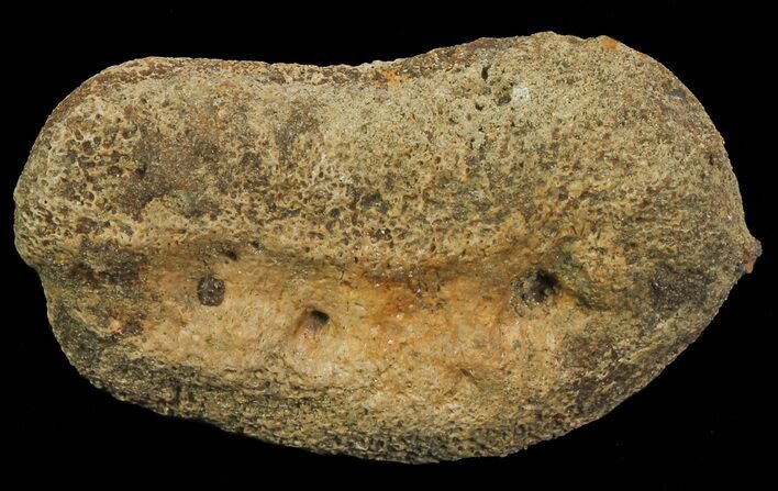 Ceratopsian Dinosaur Toe Bone - Alberta (Disposition #-) #67589